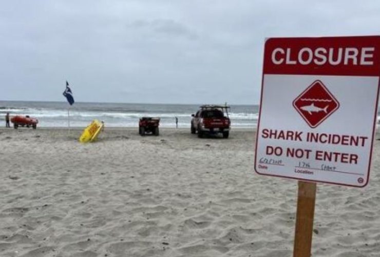 Man Bitten by Shark During Group Swim, California Beach Closed