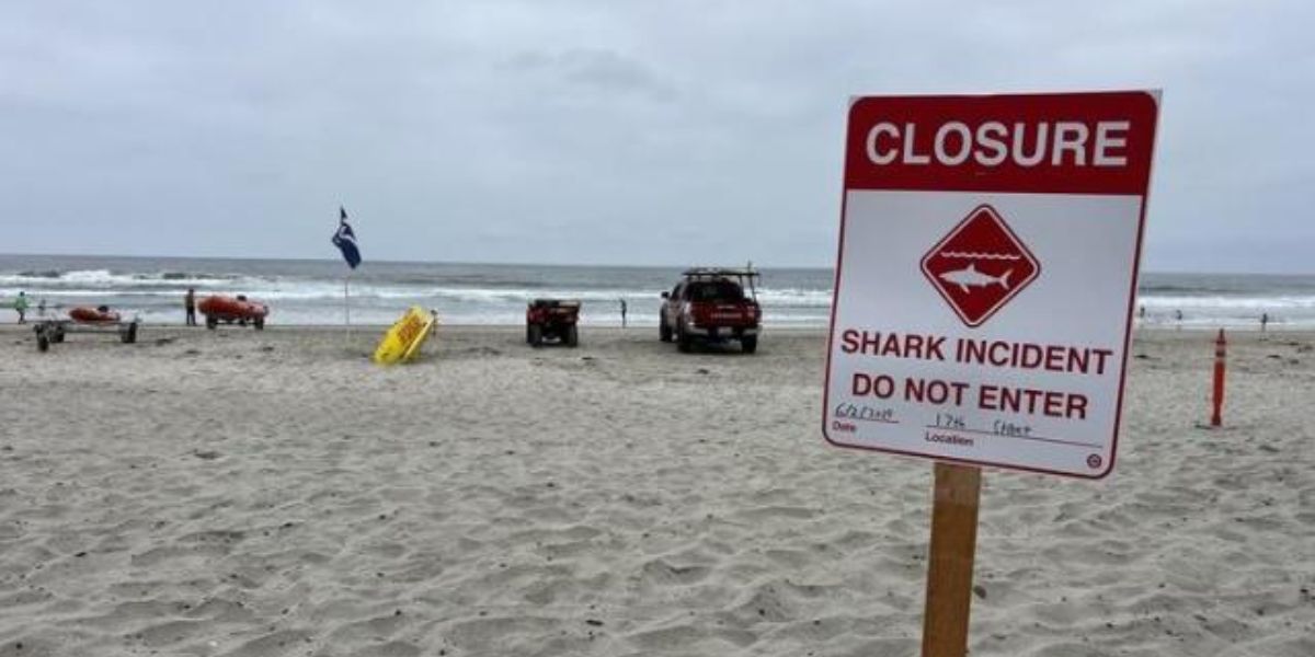 Man Bitten by Shark During Group Swim, California Beach Closed