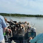 Mississippi Fishermen Rescue 38 Dogs from Treading Water