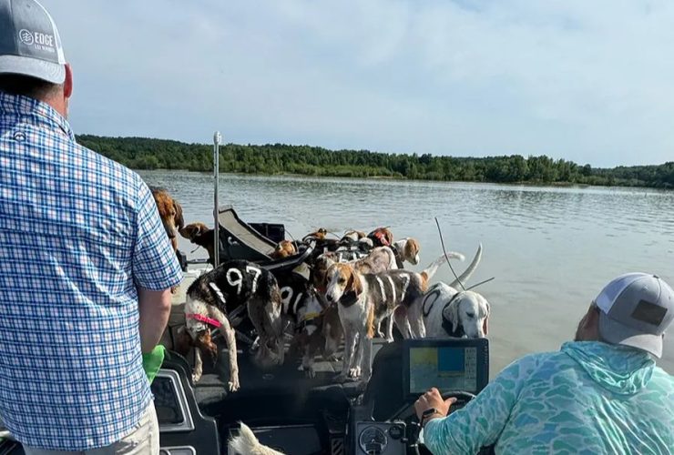 Mississippi Fishermen Rescue 38 Dogs from Treading Water