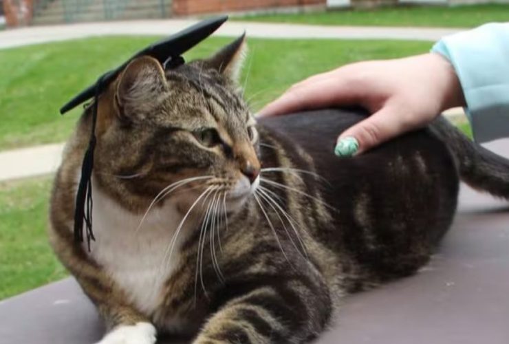 Paws of Wisdom Cat Achieves Doctorate at Vermont University