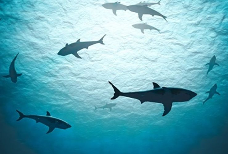 Shark Attacks Strike Three Swimmers Off Florida Panhandle