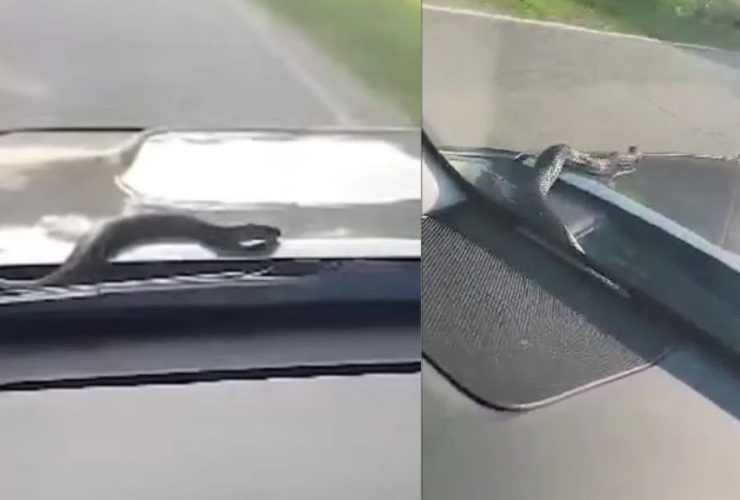 South Carolina Woman's Worst Fear Snake on Windshield During Commute