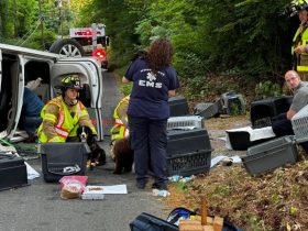 Tragic Accident Minivan Carrying Dozens of Puppies Crashes in Connecticut