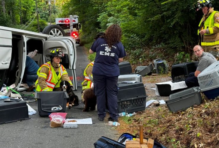 Tragic Accident Minivan Carrying Dozens of Puppies Crashes in Connecticut
