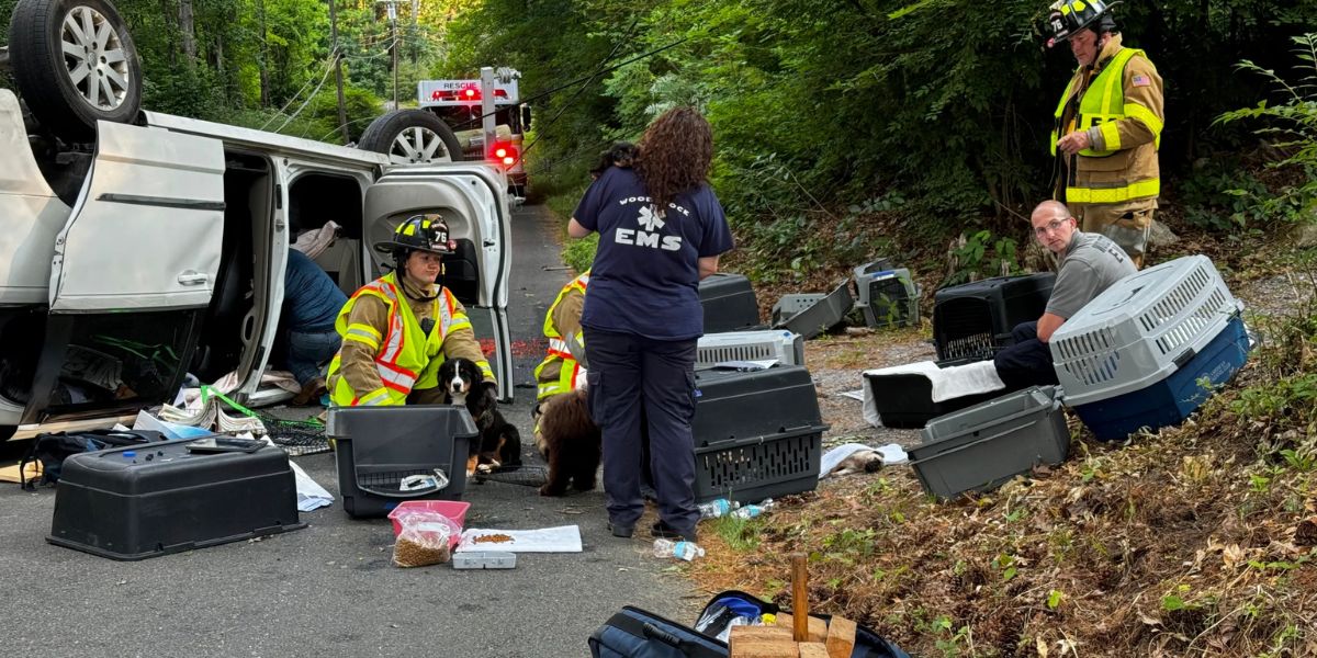 Tragic Accident: Minivan Carrying Dozens of Puppies Crashes in ...