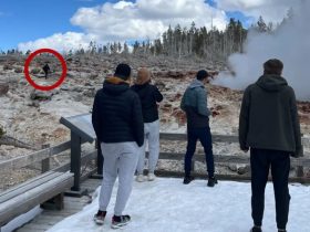 Yellowstone Tourist Jailed for 7 Days After Caught-on-Camera Incident