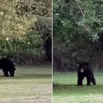 Black Bear Sightings Reported Across Multiple Downstate Illinois Locations