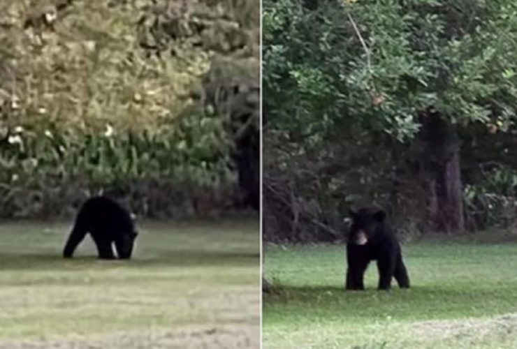 Black Bear Sightings Reported Across Multiple Downstate Illinois Locations