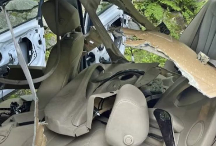 Black Bear and Cub Go on a Rampage After Getting Trapped in Car