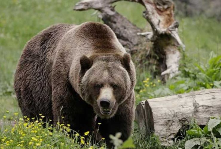 Grizzly Bear Incident in Montana: Shooter Hospitalized