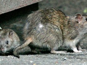 City of Boston Launches Rat Action Initiative to Improve Urban Cleanliness