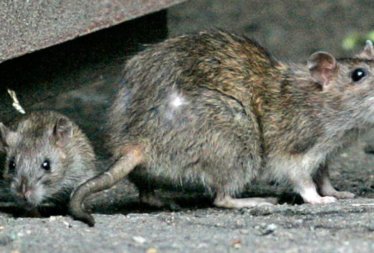 City of Boston Launches Rat Action Initiative to Improve Urban Cleanliness