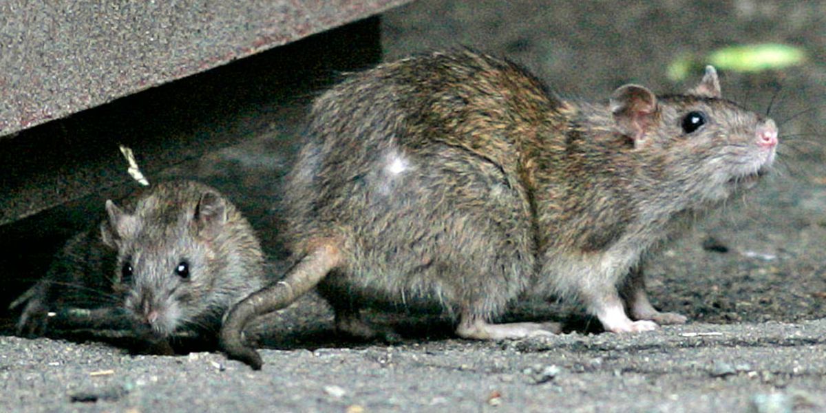 City of Boston Launches Rat Action Initiative to Improve Urban Cleanliness