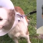 Dog Tortured in Broward Man Accused of Binding and Chaining Pet