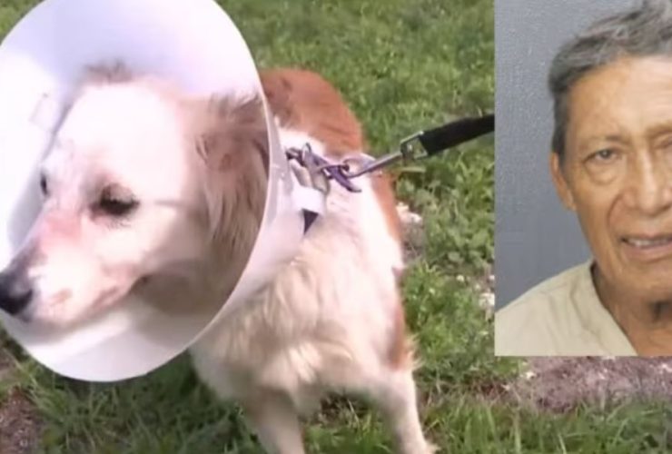 Dog Tortured in Broward Man Accused of Binding and Chaining Pet