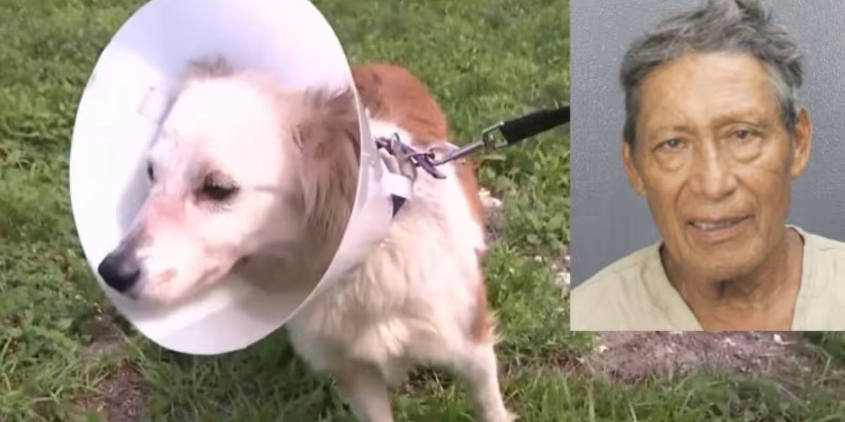 Dog Tortured in Broward Man Accused of Binding and Chaining Pet