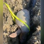 Florida First Responders Rescue Endangered Sea Turtle Trapped After Laying Eggs