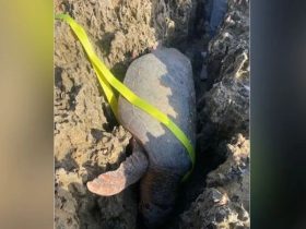 Florida First Responders Rescue Endangered Sea Turtle Trapped After Laying Eggs