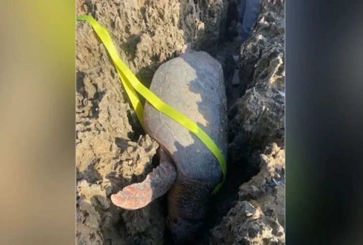 Florida First Responders Rescue Endangered Sea Turtle Trapped After Laying Eggs