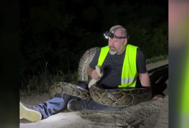Florida Trapper Snags Massive 17-Foot Burmese Python in Everglades