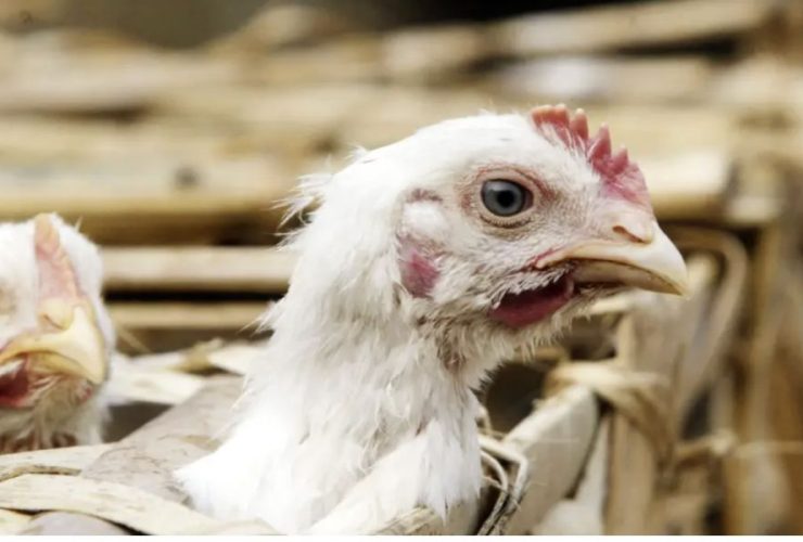Four New Bird Flu Cases Confirmed Among Colorado Poultry Workers