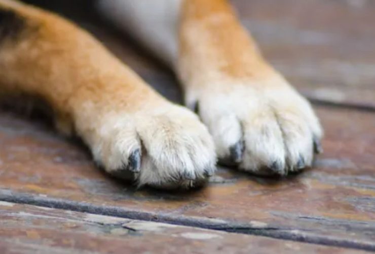 Heartbreaking Loss Dog Dies After Following Kids and Getting Locked in Car