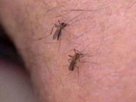 Indiana's First Human West Nile Virus Case Confirmed