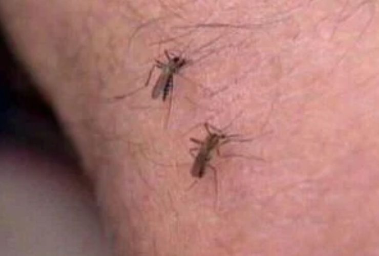 Indiana's First Human West Nile Virus Case Confirmed