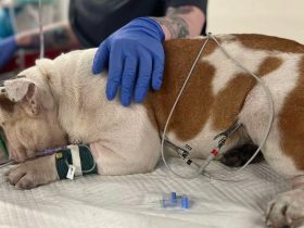 Merciless Treatment English Bulldog Left to Suffer in 110-Degree Heat Inside Plastic Container