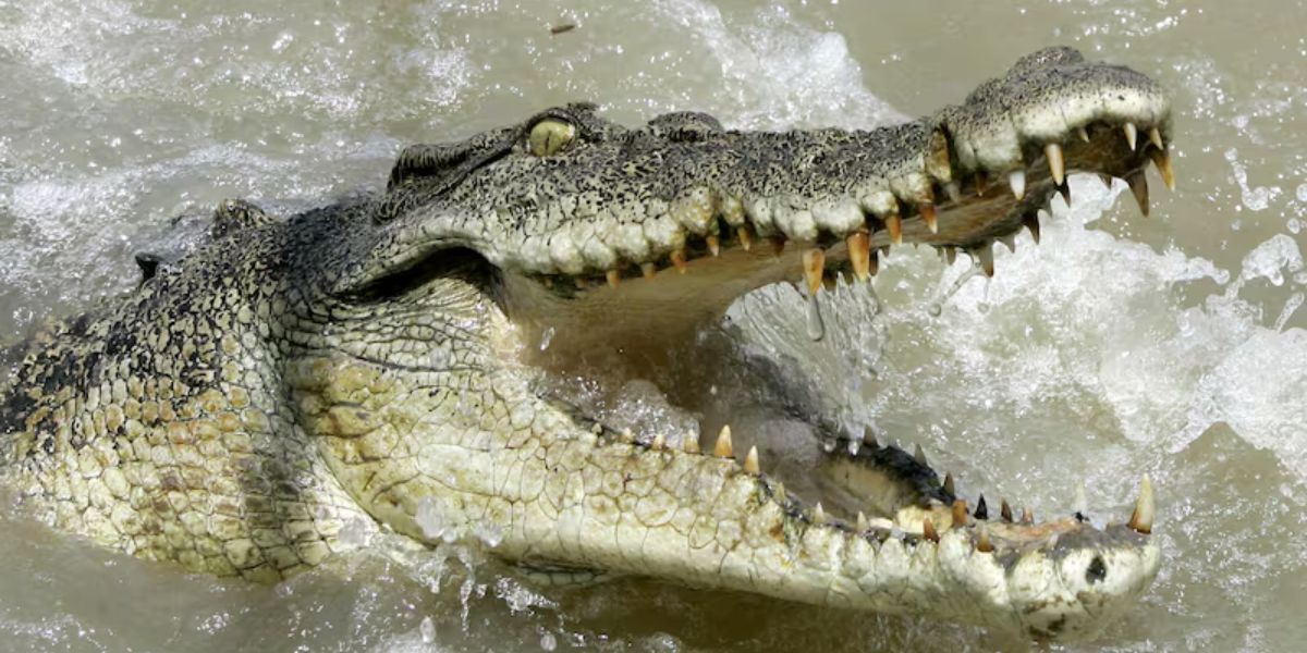 Missing 12-Year-Old Girl's Body Found in Australian Crocodile Attack