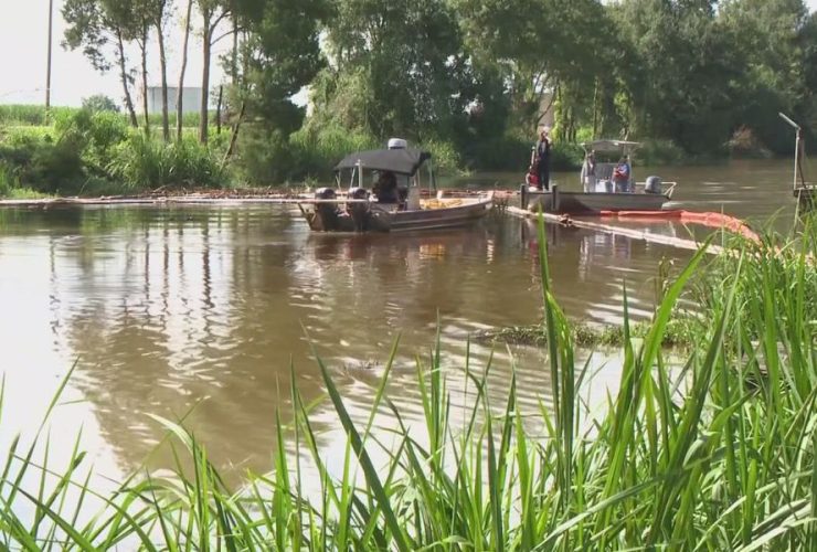 Oil Spill in Bayou Lafourche Claims Lives of 20 Animals; Response Teams Active