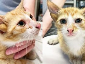 Four-Eared Kitten Found Abandoned in Tennessee Box Gets a Second Chance