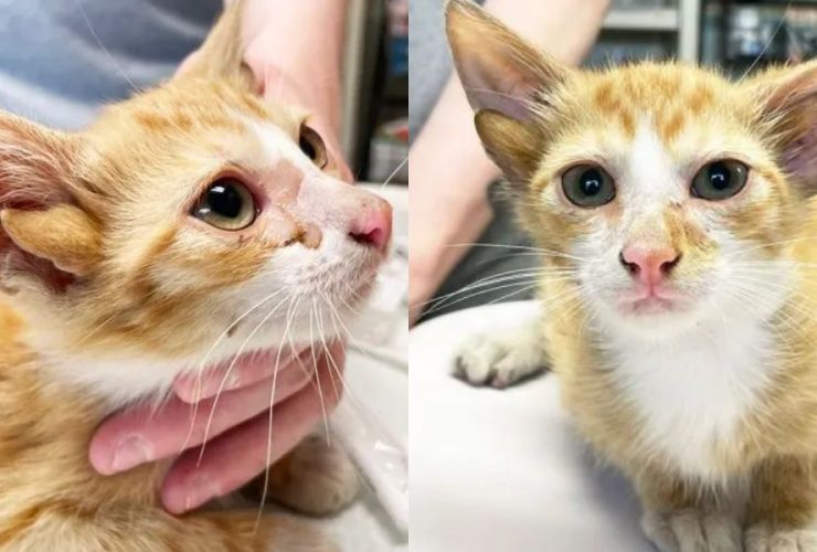 Four-Eared Kitten Found Abandoned in Tennessee Box Gets a Second Chance
