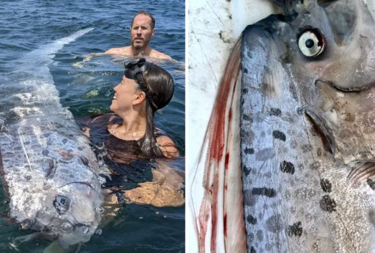 Harbinger of Doom’ Oarfish Spotted Off California Coast Just Before Earthquake