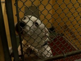 Heroic Rescue Over 100 Animals Saved in Manatee County After Debby