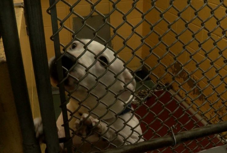Heroic Rescue Over 100 Animals Saved in Manatee County After Debby