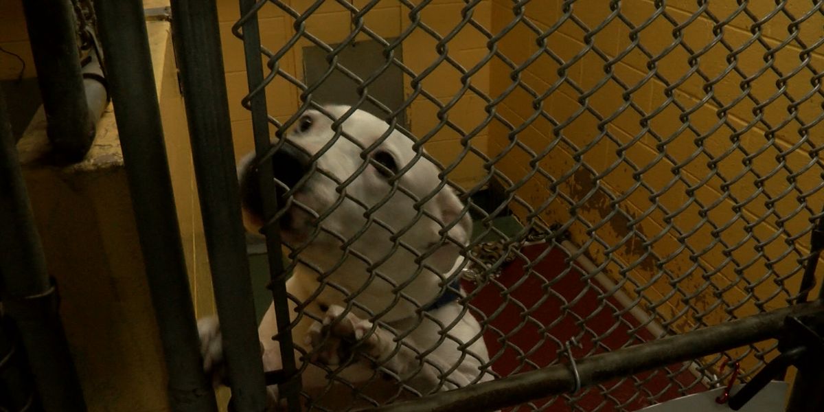 Heroic Rescue Over 100 Animals Saved in Manatee County After Debby