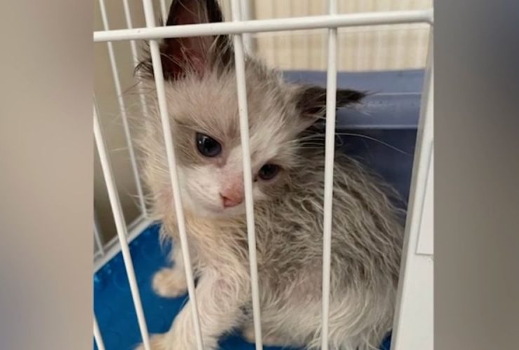 Irvine Home Raid Uncovers Suspected Cat Breeding Dozens of Priceless Cats Rescued