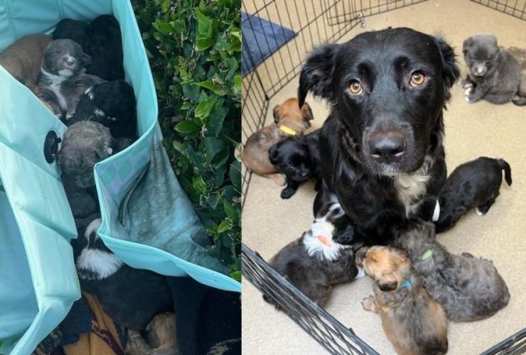 Mission Viejo Man Faces Charges for Allegedly Throwing Puppies from Vehicle