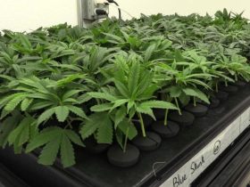 Ohio to Pennsylvania Is It Legal to Bring Weed Across State Lines