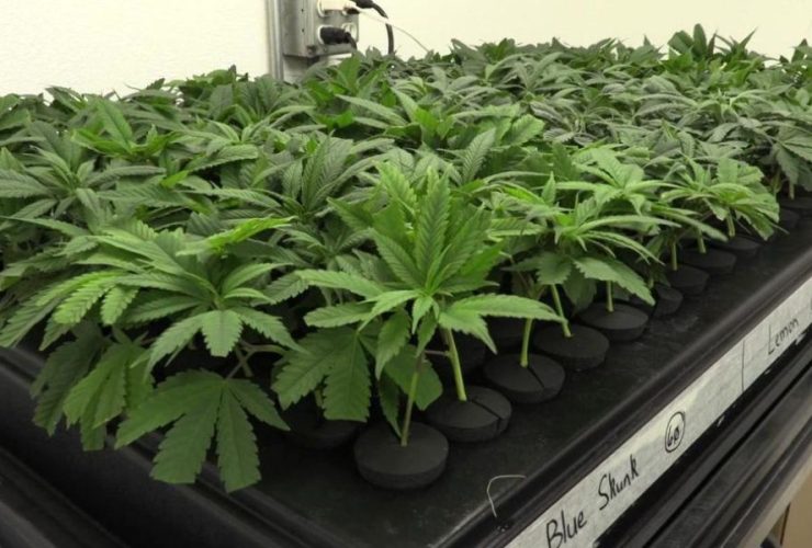 Ohio to Pennsylvania Is It Legal to Bring Weed Across State Lines
