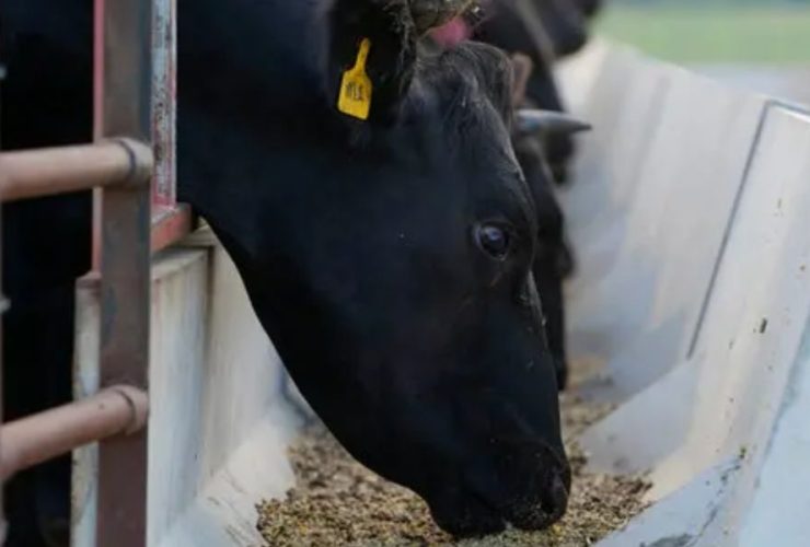 Oklahoma Ranch Devastated by Loss of 70 Horses Due to Suspected Contaminated Feed