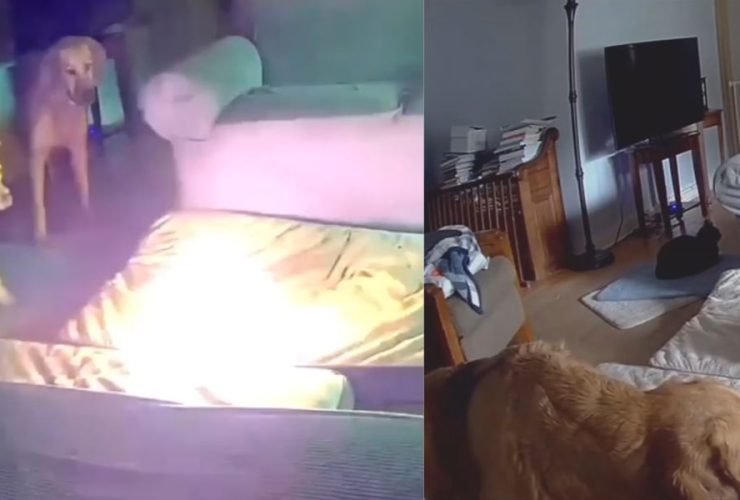 Puppy’s Playtime Goes Awry House Fire Caused by Chewed Battery