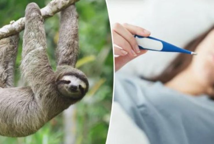 Sloth Fever Outbreak Over 21 Infected by Deadly New Virus