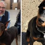 Dog Breeder Found Dead: Mystery Surrounds Disappearance of 10 Doberman Puppies