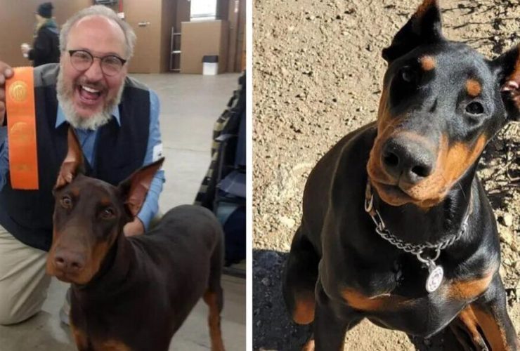 Dog Breeder Found Dead: Mystery Surrounds Disappearance of 10 Doberman Puppies