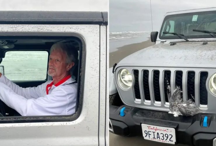 Washington Beach Massacre 25 Seagulls Killed by Reckless Jeep Drive