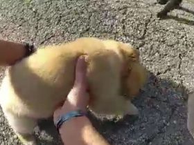 Watch Ohio State Trooper Comes to the Rescue of Puppies Found Near Highway