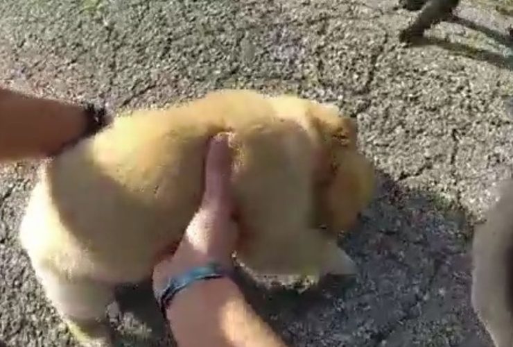 Watch Ohio State Trooper Comes to the Rescue of Puppies Found Near Highway